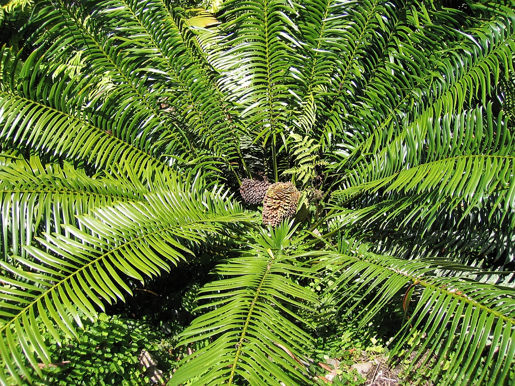 CairnsTC023 Jardin Botanique 023.jpg